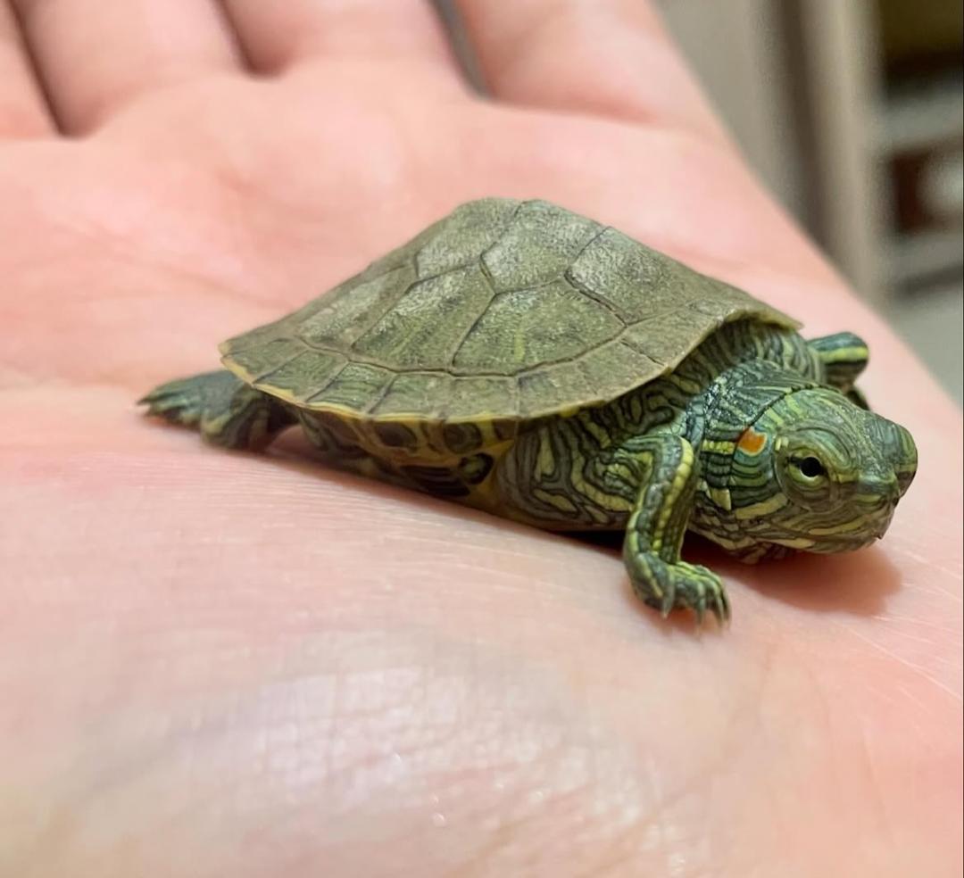 کلینیک دامپزشکی پتیکا در میدان چهارده معصوم کاشان